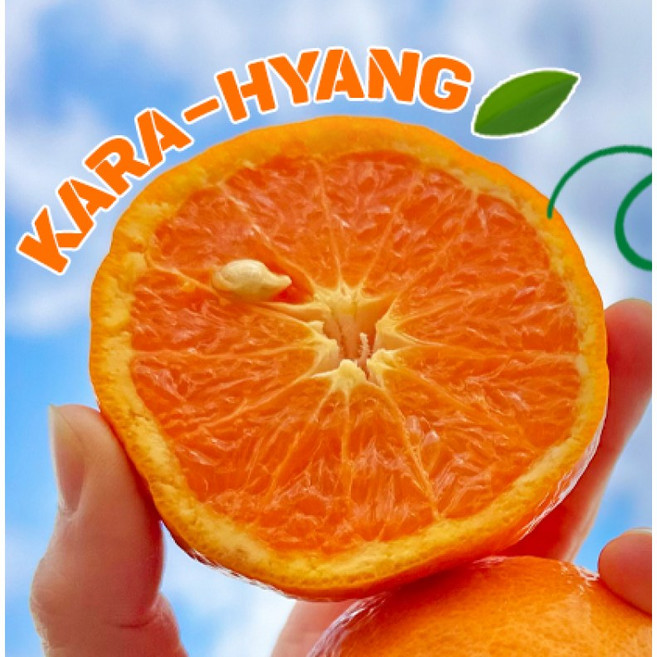 [한정특가] 고당도 제주 정품 카라향 감귤, 1박스, 카라향정품(대과)3kg(9-11과)