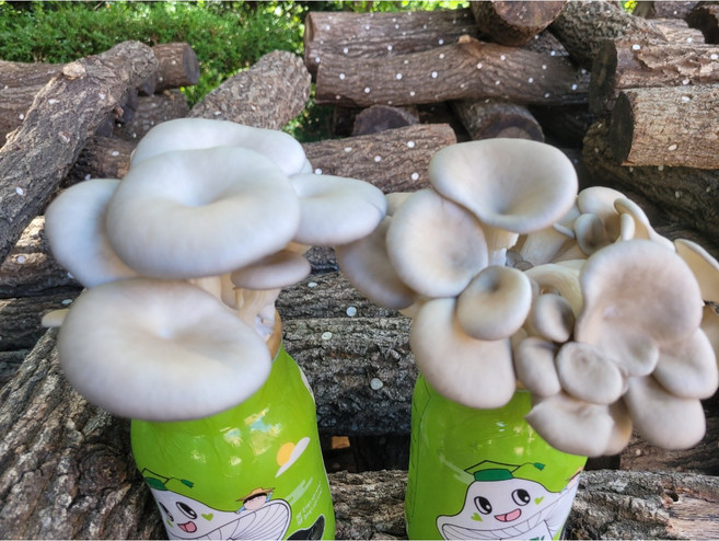 쑥쑥 버섯박사 버섯키우기 재배 키트 느타리버섯 노루궁뎅이, 쑥쑥 흑색느타리버섯 종균, 1개