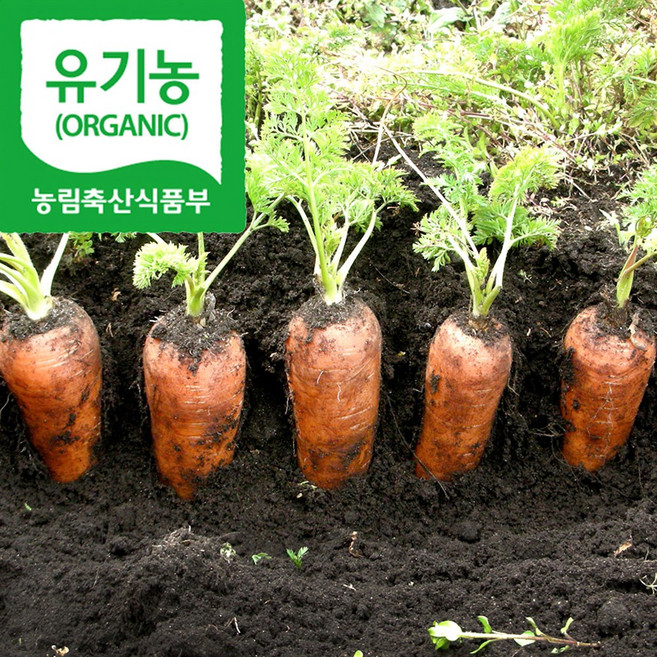 [100%품질보장] 제주 유기농 구좌 당근 친환경 흙당근, 1개, 5kg