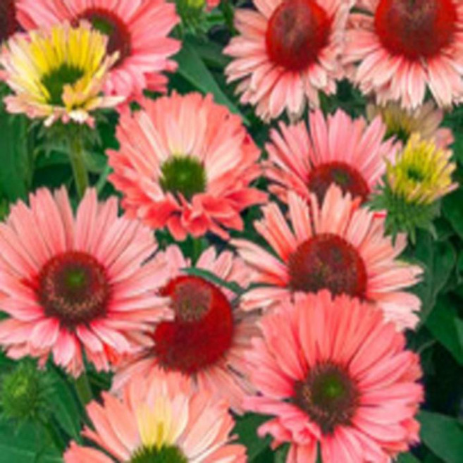 [Qgarden] 겹에키네시아 숙근 선시커살몬 에키네시아꽃 여름꽃 뿌리 구근, 1개