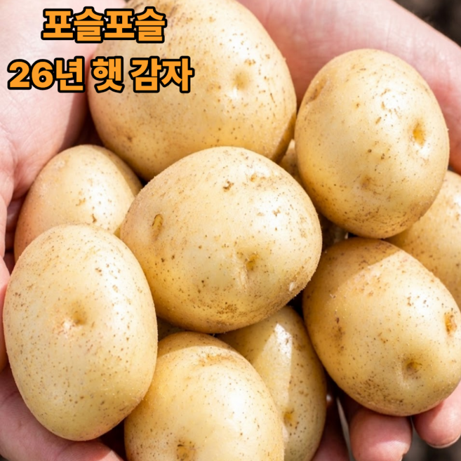 국내산 두백 햇감자 포슬포슬 분감자 산지직송 실온보관, 1박스, 중 3kg