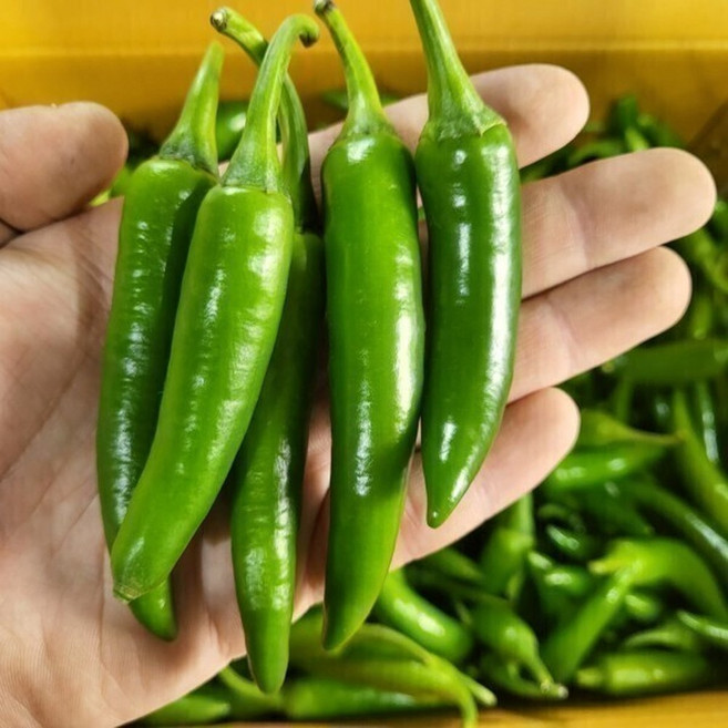 국내산 가성비 못난이 모닝 고추 5kg 노블프레쉬, 못난이 모닝고추 5kg, 1개