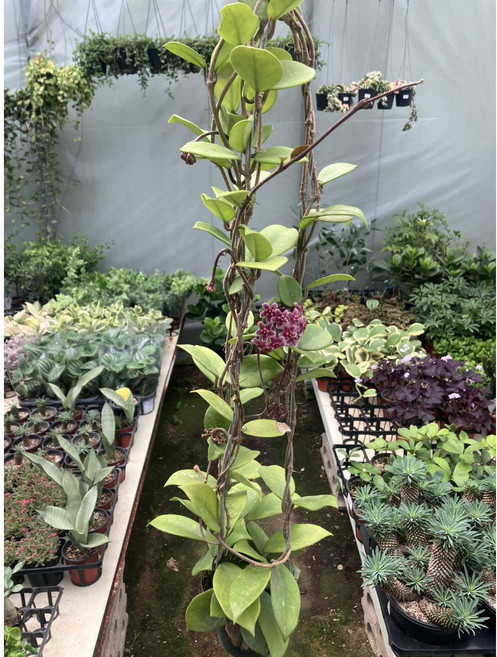 박씨농원 호야카노사, 1개