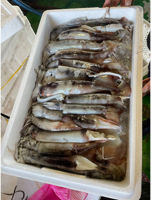 9위 - 2026 생물 오징어 국내산 태안 신진도 산지직송 한 박스, 1박스, 4kg 내외, *생물* 당일조업 손질 