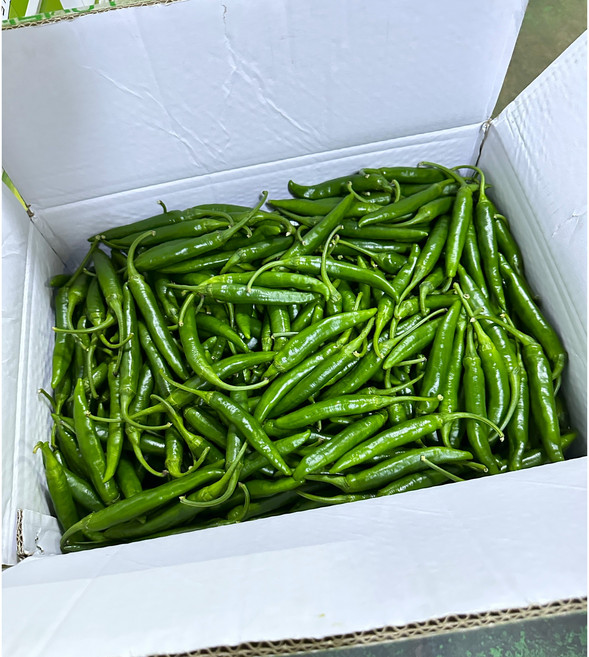 채소킹 국내산 청양고추 (특), 1박스, 1kg