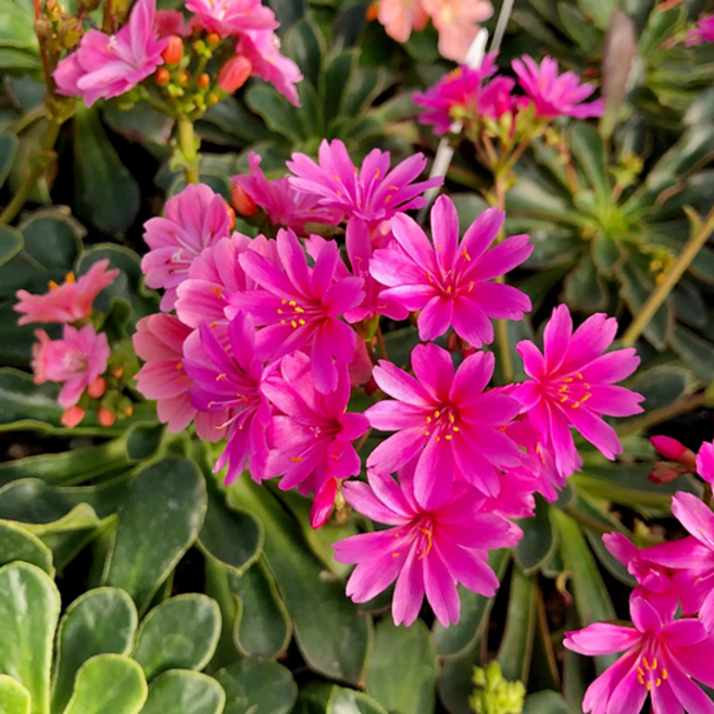 레위시아 핑크 [3포트] (복남이네야생화 Lewisia cotyledon Pink), 3개