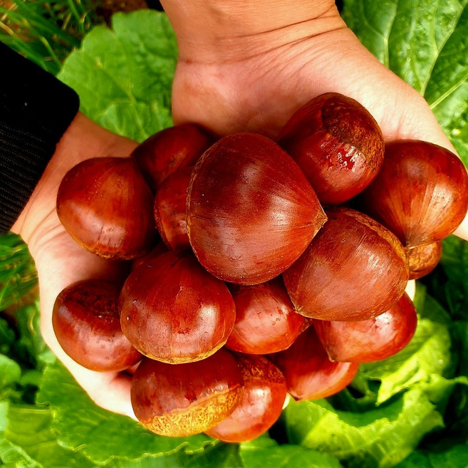 2025년 햇밤 청양 칠갑산 일반밤 대 2Kg, 1개