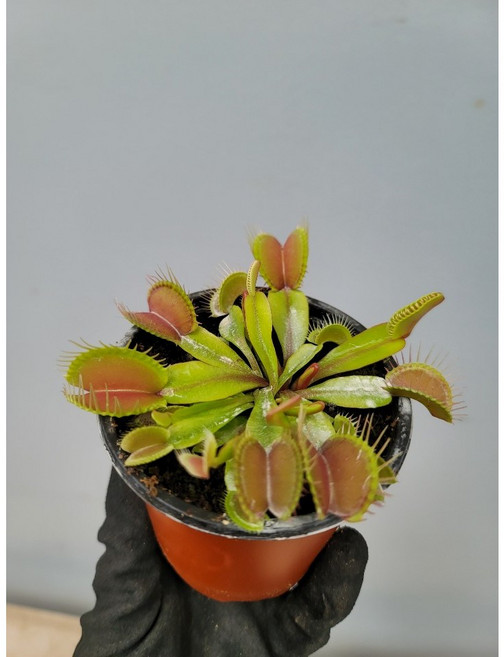 (플라워사랑) 파리지옥 식충식물