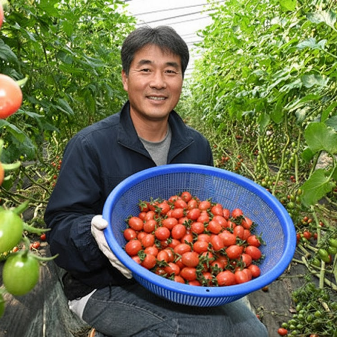 산지직송 국내산 대추 방울토마토, 2kg 로얄과
