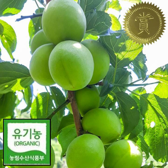 유기농 매실 하동 청매실 10kg 왕왕특 왕특 특 실속 산지직송 매실장아찌 매실청, 청매실 특 5kg