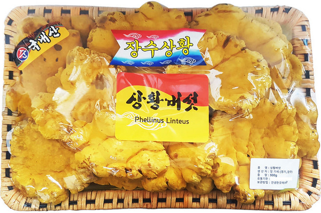 동의한약나라 상황버섯 국산 바구니, 1개