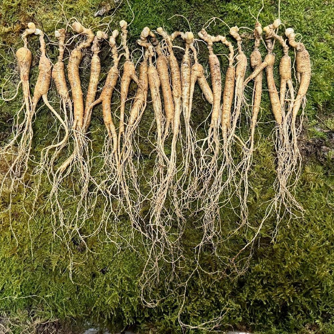 15년 백두산 장뇌삼 산양산삼 장백산 임하삼 5g/뿌리 20뿌리, 1개