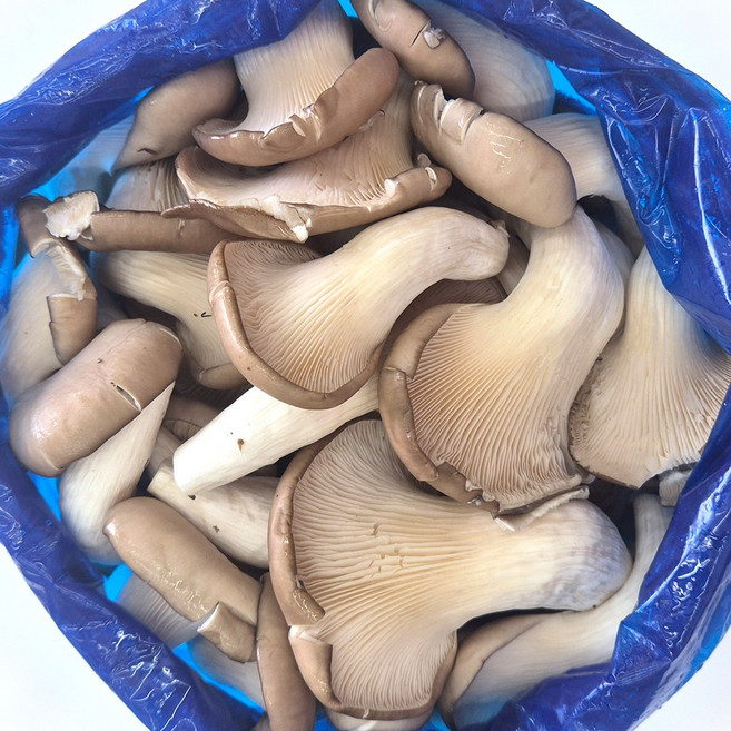 클릭마켓 국내산 느타리 못난이 느타리버섯 벌크, 1개, 500g