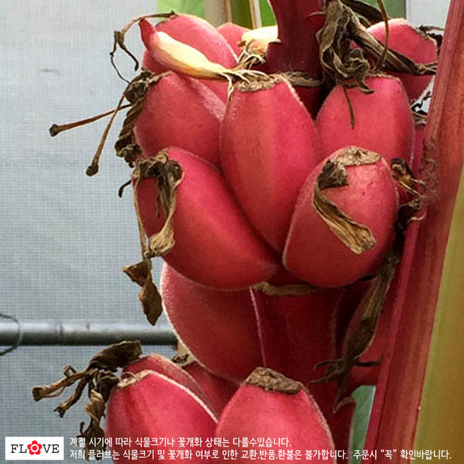 분홍바나나, 2개