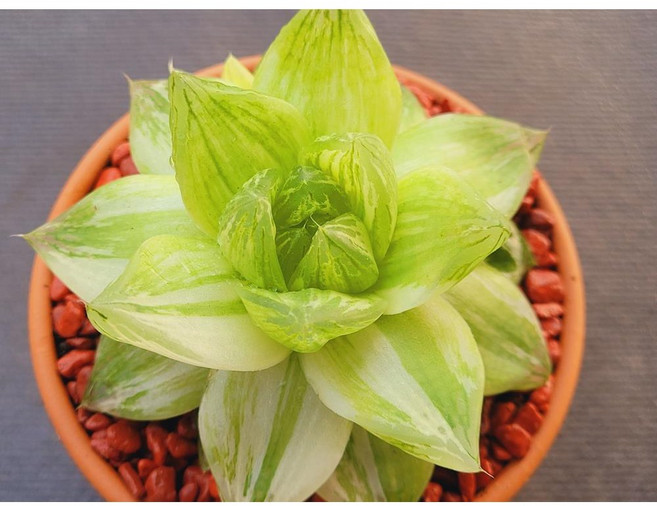 다육식물 하월시아금 토분에 심은 다육이 분갈이 필요없는 다육화분 홈가드닝 카페 사무실 소품 장식품 공기정화식물 화분째 배송합니다. 로뎀다육, 1개, 계절에따라변화