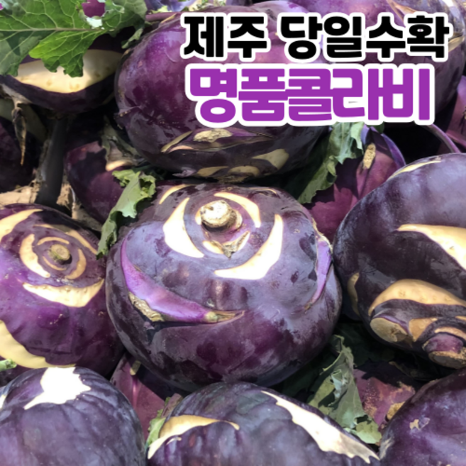 [제주직송] 당일수확 제주 콜라비 고당도 콜라비, 1개, 10kg