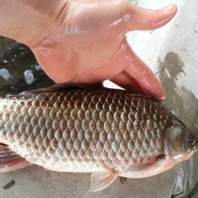 붕어즙 보양즙 진짜 붕어즙 1박스, 6.6L, 1개