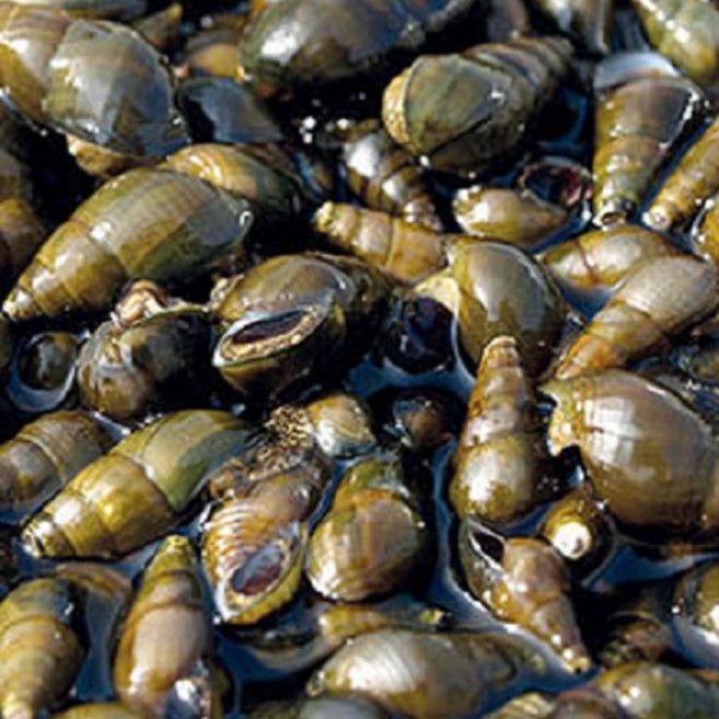 정옥 국내산 민물 생다슬기 자연산 섬진강 올갱이, 1개, 1kg