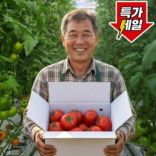 [하루딱100박스] 초특가 국내산 맛있는 완숙토마토, 1박스, 5kg