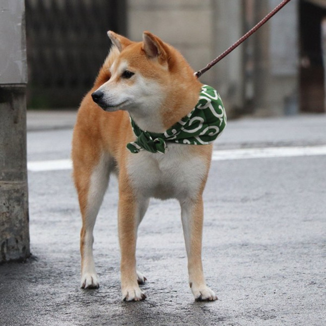 크레이티브펫 당초무늬 보따리 스카프 반다나 도둑보따리 기타액세서리, 03_그린_L, 1개