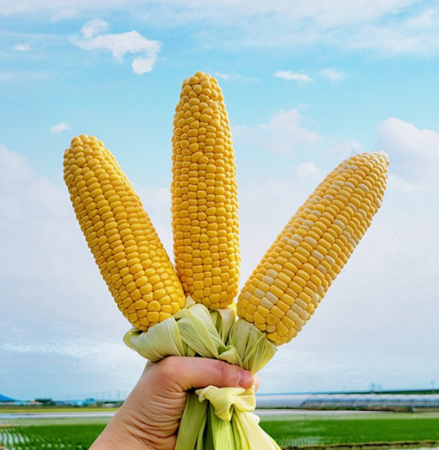 국내산 고당도 식감 아삭 초당옥수수, 1개, 대과 15개 (14cm 이상)