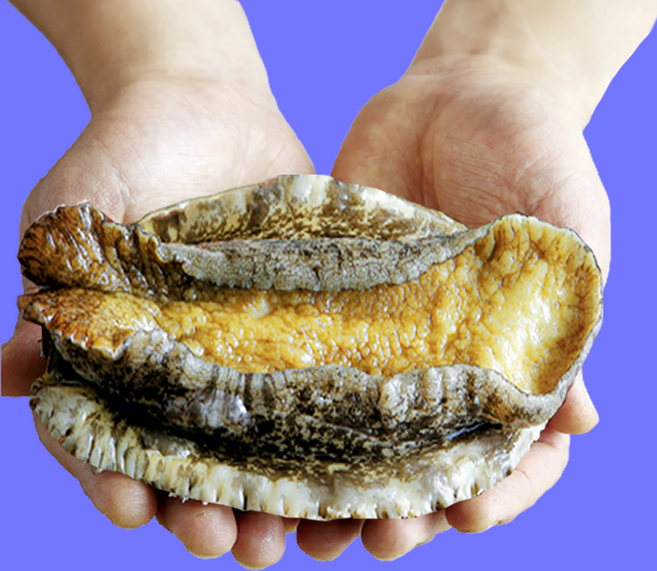 복다미 전복선물세트 특대 완도전복직거래, 4호, 1세트, 1kg