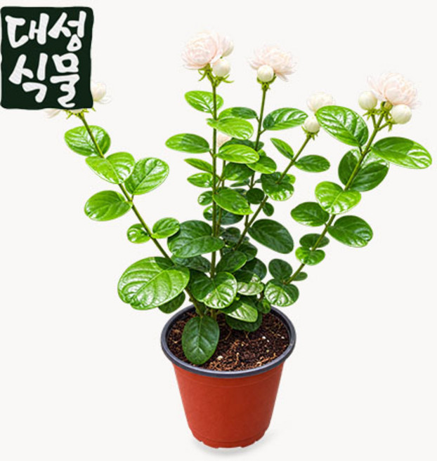 9위 - 로즈자스민 10cm 겹꽃 로즈쟈스민 향기꽃 꽃나무 화분 반려식물, 1개, Green