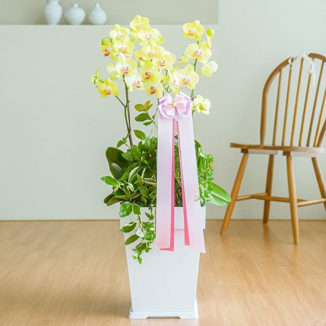 나눔플라워 전국 저가 서양란 취임 진급 승진 개업 승진란 개업란 진급란 축하 꽃배달서비스 당일꽃배달, 선셋 소, 1개