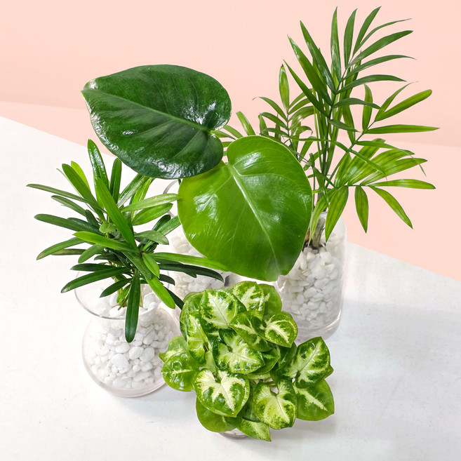 공기정화 수경식물 4종세트 / 몬스테라 테이블야자 나한송 싱고니움 / 실내인테리어 (모나플랜트) 수경재배화분 수경재배, 1개