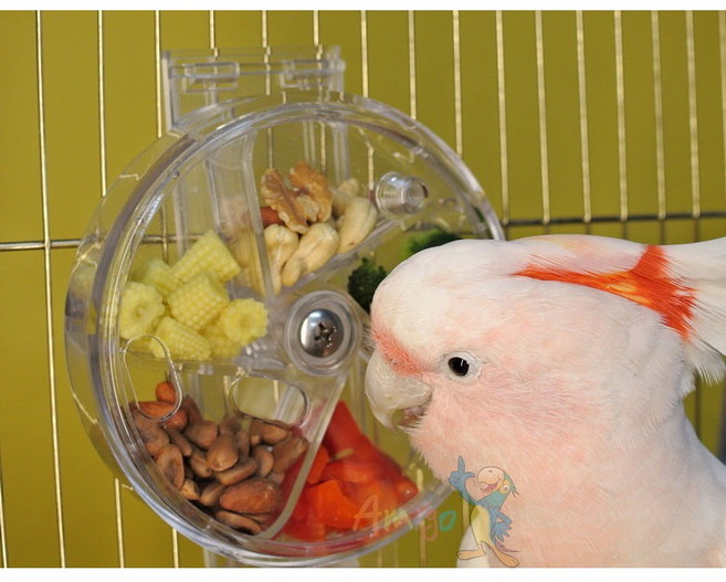 金瑞成鳥園 車輪餅 美國進口 適合中大型鳥