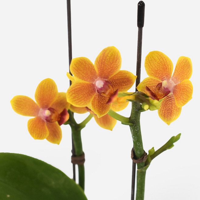 마이플랜트 향기 호접란 아로마골드 소형 서양란, 2개