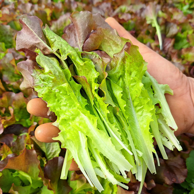 솎음 상추 500g 부드러운 어린 상추 하우스 상추 샐러드/쌈, 솎음상추, 1개