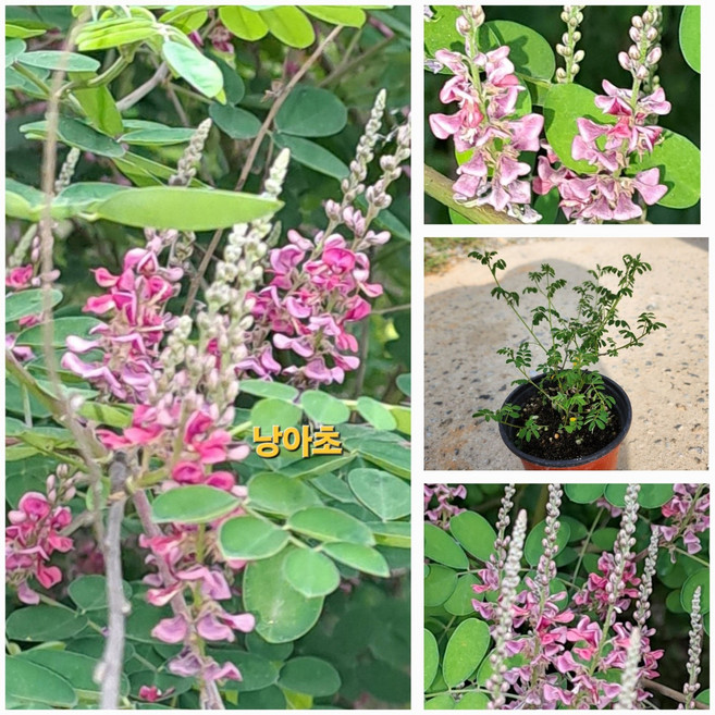 애기 동백 나무 x 10포트 2년생 제주 산다화 동백꽃 꽃화분 겨울 봄꽃 노지월동 거실화분 실내홈플라워 묘목 키우기, 1개