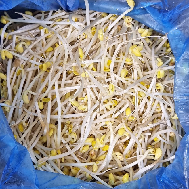 5분마켓 재야 굵은콩나물 콩나물국 콩나물밥 3.5KG, 1개