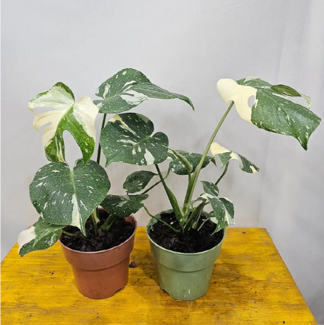 무늬몬스테라(중품) 무늬종 (신비의나무) 번식짱 높이30~45CM 1개