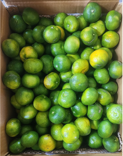 제주 귤 노지 극조생 대과, 5kg