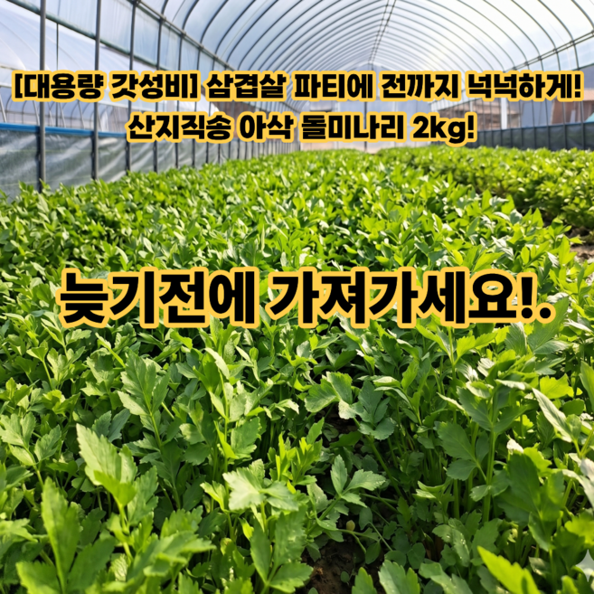 [초특가보장] 당일수확 산지직송 재구매1위 돌미나리, 1개, 2kg
