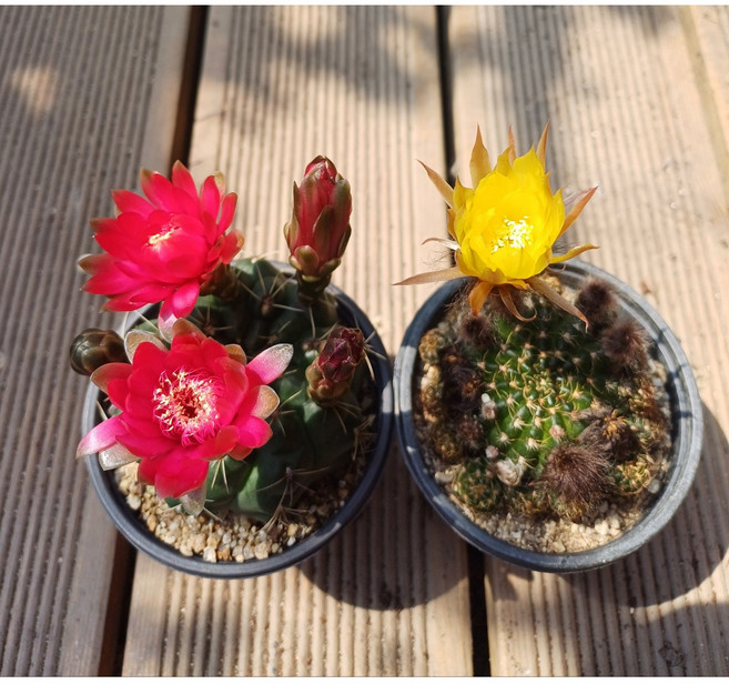 행복한꽃순이//꽃이이쁜선인장 2종 묶음 A, 1개