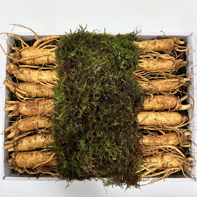 바른인삼 금산 인삼 6년근 수삼선물세트 1500g