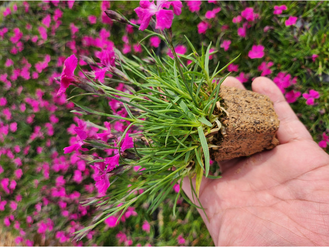 사계패랭이꽃 잔디 사철 모종 포트묘 핑크 40구 1판, 1개