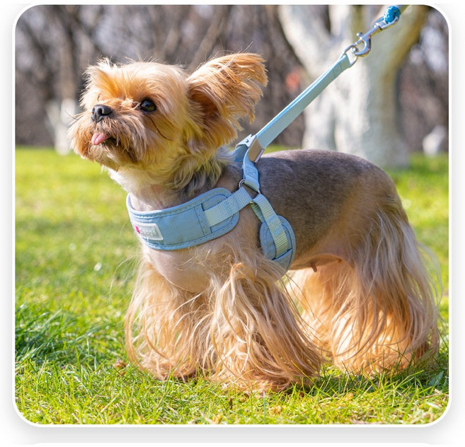 강아지 하네스 리드줄 세트 소형견 통기성 가슴줄 산책용 반려견 흉부줄, 1개, 파란색
