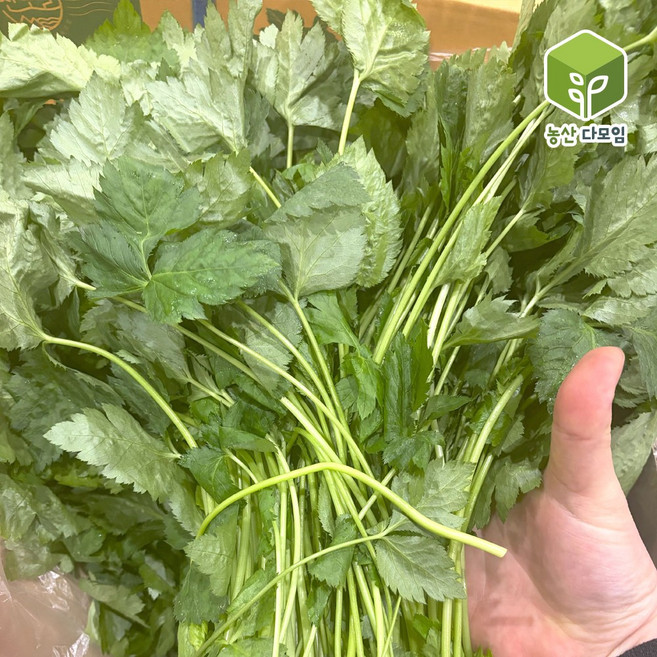 국내산 참나물 4kg, 1개