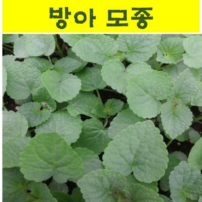 방아 배초향 모종 9cm포트 네개묶음 wj380