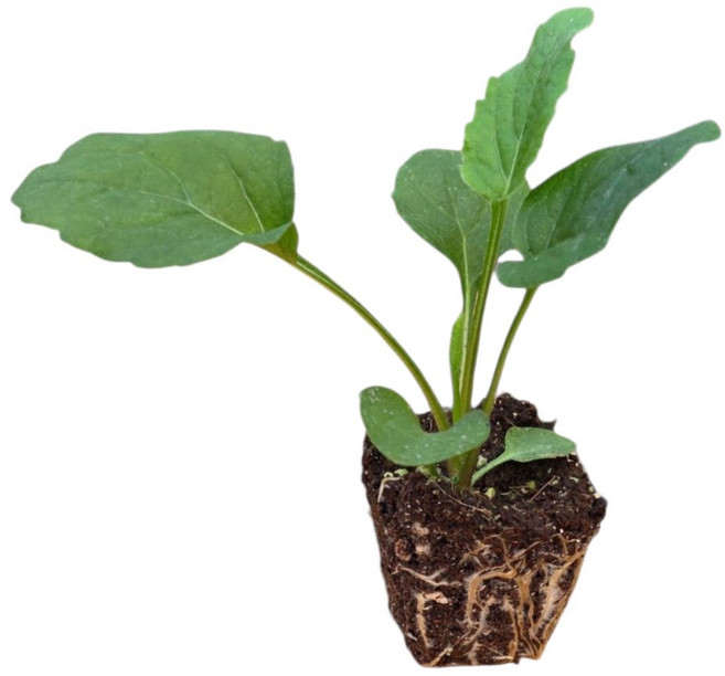 [오감] 부지깽이 모종 산나물 섬쑥부쟁이 묘종, 10개