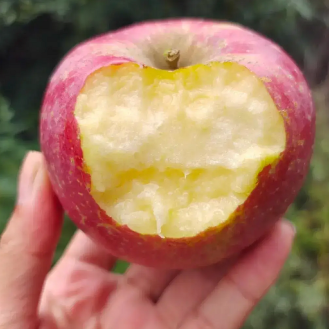 [단가포기]실속확보 단맛압도 내실충만 못난이 부사사과, 1박스, 5kg