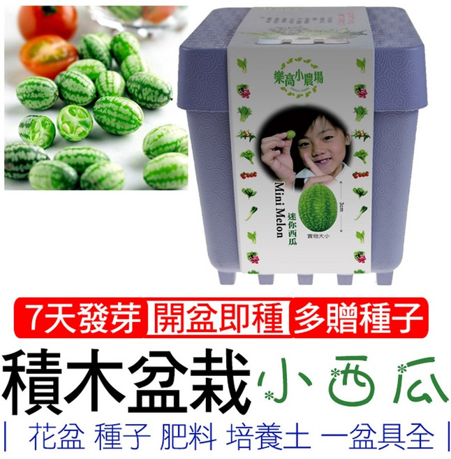 iPlant 積木農場 迷你西瓜，7天發芽 開盆即種, 小雛菊