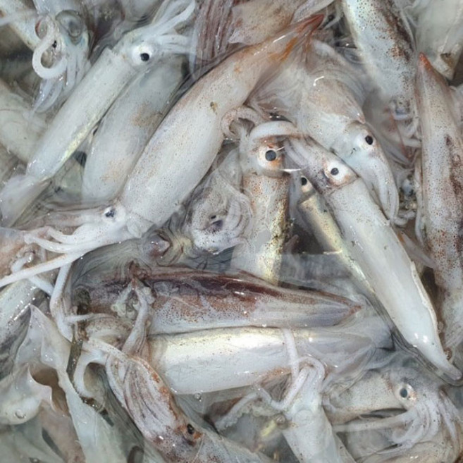 국내산 생물 오징어 1kg(10미 내외), 1개, 1kg