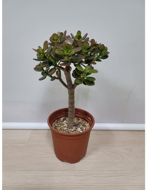 봄봄 염좌다육이 중품 공기정화식물, 1개