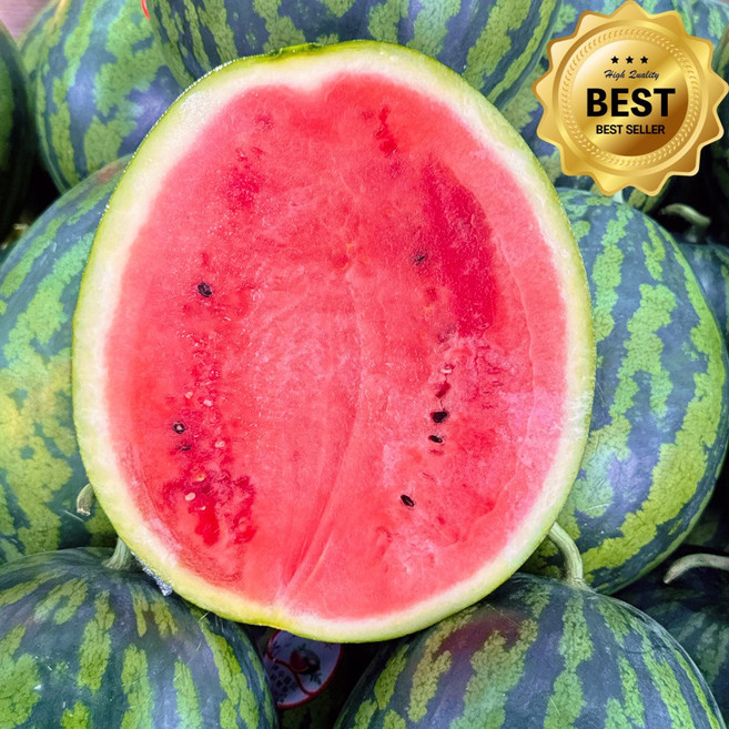 [노마진초특가] 재구매1위 당도폭발 하우스 수박, 1개, 5kg