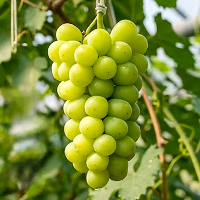 프리미엄 오톰크리스피 아삭 애플청포도 어텀킹 특품, 1개, 1kg